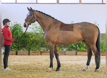 Hanoverian, Gelding, 7 years, 17 hh, Brown