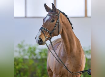 Hanoverian, Gelding, 7 years, 17 hh, Brown