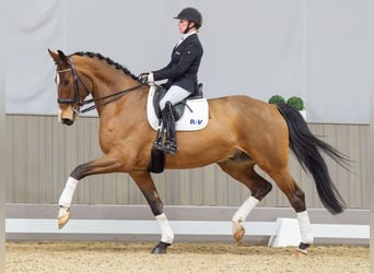 Hanoverian, Gelding, 7 years, 17 hh, Brown