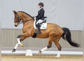 Hanoverian, Gelding, 7 years, 17 hh, Brown