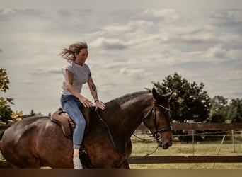 Hanoverian, Gelding, 7 years, 17 hh, Brown