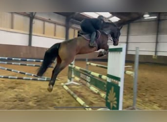 Hanoverian, Gelding, 7 years, 17 hh, Brown