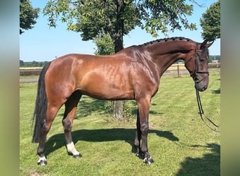 Hanoverian, Gelding, 7 years, 17 hh, Brown