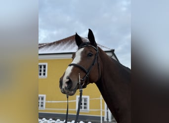 Hanoverian, Gelding, 7 years, 17 hh, Brown