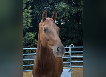 Hanoverian, Gelding, 7 years, 17 hh, Chestnut