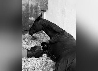 Hanoverian, Gelding, 7 years, 17 hh, Chestnut