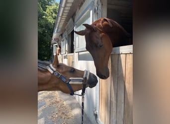 Hanoverian, Gelding, 7 years, 17 hh, Chestnut
