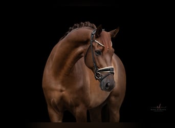 Hanoverian, Gelding, 7 years, 17 hh, Chestnut