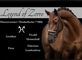 Hanoverian, Gelding, 7 years, 17 hh, Chestnut