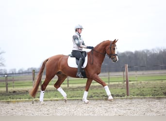 Hanoverian, Gelding, 7 years, 17 hh, Chestnut-Red