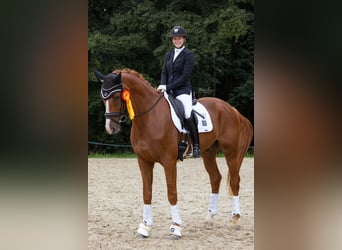 Hanoverian, Gelding, 7 years, 17 hh, Chestnut-Red