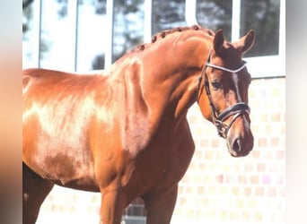 Hannoveraner, Wallach, 7 Jahre, 17 hh, Fuchs