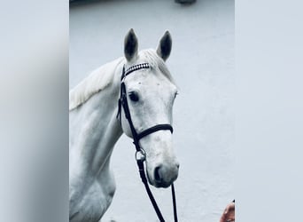 Hanoverian, Gelding, 7 years, 17 hh, Gray