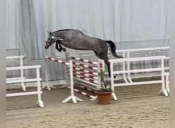 Hanoverian, Gelding, 7 years, 17 hh, Gray