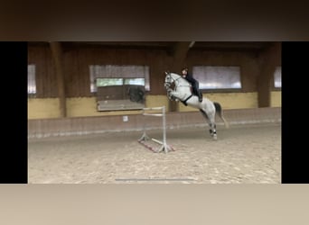 Hanoverian, Gelding, 7 years, 17 hh, Gray