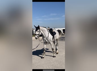 Hanoverian, Gelding, 7 years, 17 hh, Gray