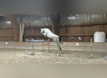 Hanoverian, Gelding, 7 years, 17 hh, Gray