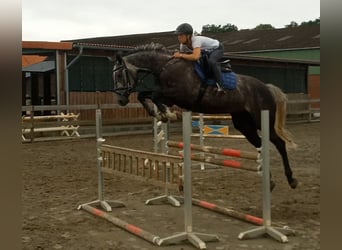 Hanoverian, Gelding, 7 years, 17 hh, Grey