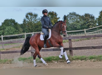 Hanoverian, Gelding, 7 years, 17,1 hh, Brown