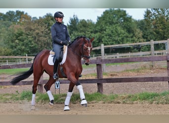Hanoverian, Gelding, 7 years, 17,1 hh, Brown