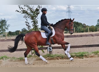 Hanoverian, Gelding, 7 years, 17,1 hh, Brown