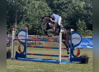 Hanoverian, Gelding, 7 years, 17,1 hh, Smoky-Black