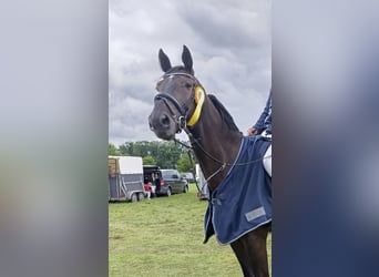 Hanoverian, Gelding, 7 years, 17,1 hh, Smoky-Black
