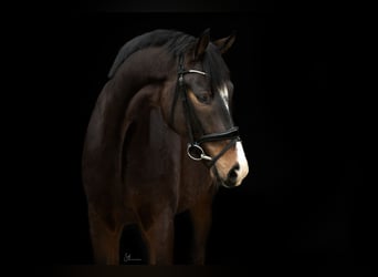 Hanoverian, Gelding, 7 years, 17,2 hh, Bay-Dark