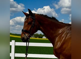 Hanoverian, Gelding, 7 years, 17,2 hh, Brown
