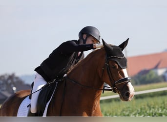 Hanoverian, Gelding, 7 years, 17,2 hh, Chestnut-Red
