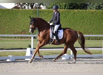 Hanoverian, Gelding, 7 years, 17,2 hh, Chestnut-Red