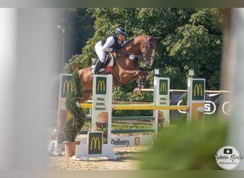 Hanoverian, Gelding, 7 years, 17,2 hh, Chestnut-Red