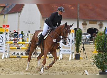 Hanoverian, Gelding, 7 years, 17,2 hh, Chestnut-Red