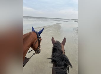Hanoverian, Gelding, 7 years, 17,2 hh, Chestnut-Red