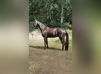 Hanoverian, Gelding, 7 years, 18,1 hh, Black