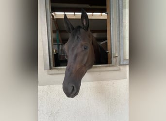Hanoverian, Gelding, 7 years, 18,1 hh, Black