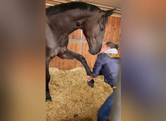 Hanoverian, Gelding, 7 years, 18,1 hh, Black