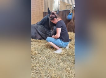 Hanoverian, Gelding, 7 years, 18,1 hh, Black