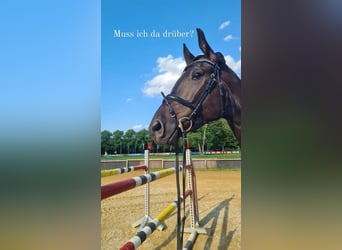 Hanoverian, Gelding, 7 years, 18,1 hh, Black