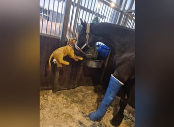 Hanoverian, Gelding, 7 years, 18,1 hh, Black