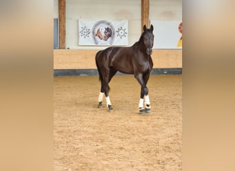 Hanoverian, Gelding, 7 years, 18,1 hh, Black