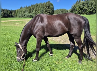 Hanoverian, Gelding, 7 years, 18,1 hh, Black