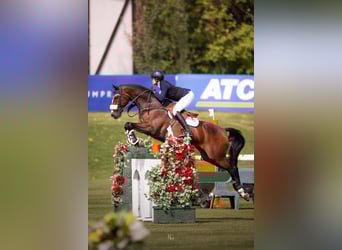 Hanoverian, Gelding, 7 years, Bay