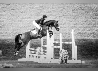 Hanoverian, Gelding, 7 years, Bay