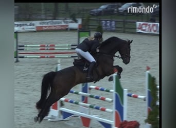 Hanoverian, Gelding, 7 years, Brown