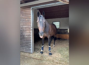 Hanoverian, Gelding, 8 years, 16.1 hh, Bay-Dark