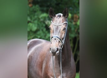 Hanoverian, Gelding, 8 years, 16.1 hh, Black