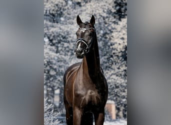 Hanoverian, Gelding, 8 years, 16.1 hh, Black