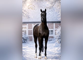 Hanoverian, Gelding, 8 years, 16.1 hh, Black