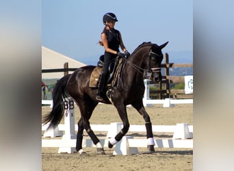 Hanoverian, Gelding, 8 years, 16.1 hh, Black